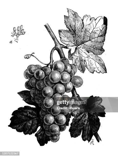 illustrations, cliparts, dessins animés et icônes de illustration antique de botanique : raisin - engraving