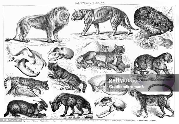 old engraved illustration of carnivorus animals. antique illustration, popular encyclopedia published 1894. copyright has expired on this artwork - fauve photos et images de collection