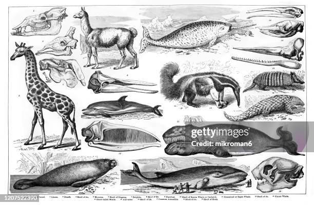 old engraved illustration of cetacea, edentata animals. antique illustration, popular encyclopedia published 1894. copyright has expired on this artwork - narwhal stock pictures, royalty-free photos & images