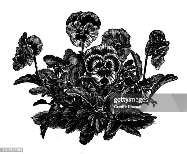 215点のパンジーイラスト素材 Getty Images 215点のパンジーイラスト素材 Getty Images