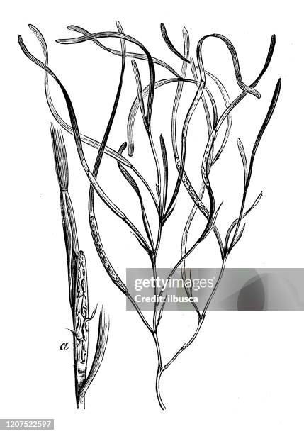 ilustrações, clipart, desenhos animados e ícones de ilustração antiga de botânica: zostera, eelgrass - zosteraceae