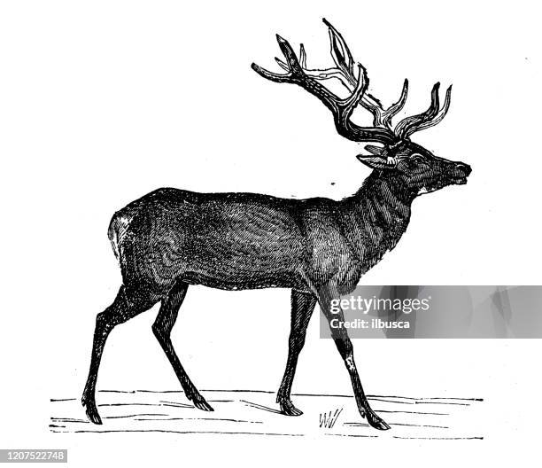 stockillustraties, clipart, cartoons en iconen met antieke dierlijke illustratie: elanden of wapiti (cervus canadensis) - elk