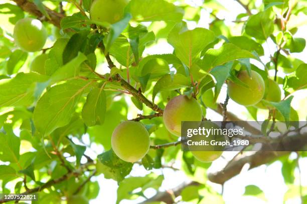it is an image of the plum tree where the fruit grew - prunus mume stockfoto's en -beelden