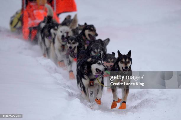 Sled dogs of Thomas Waerner's team run during the restart of the 2020 Iditarod Sled Dog Race at Willow Lake on March 8, 2020 in Willow, Alaska.