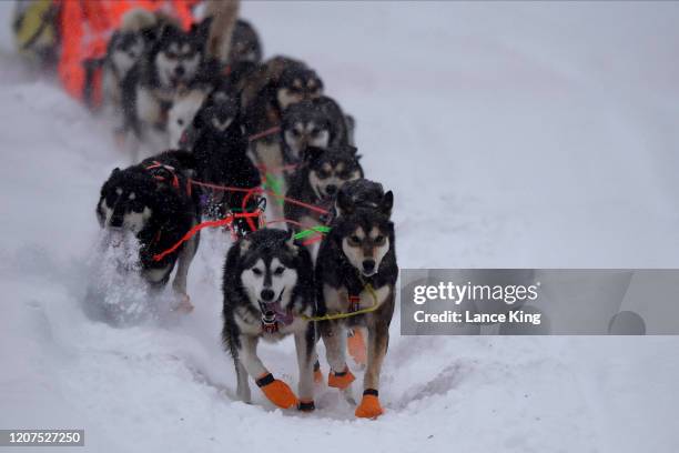 Sled dogs of Thomas Waerner's team run during the restart of the 2020 Iditarod Sled Dog Race at Willow Lake on March 8, 2020 in Willow, Alaska.