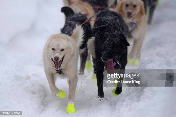 Sled dogs of Brent Sass' team run during the restart of the 2020 Iditarod Sled Dog Race at Willow Lake on March 8, 2020 in Willow, Alaska.