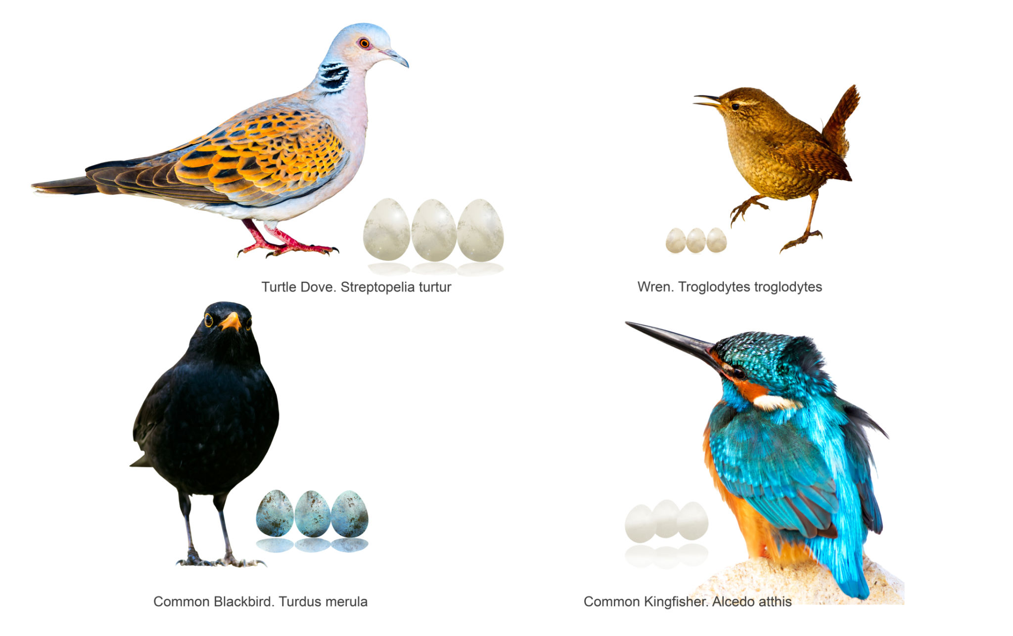 bird diverter types