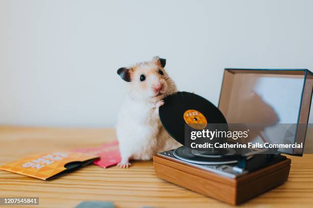 hamster and a record player - lp music ストックフォトと画像