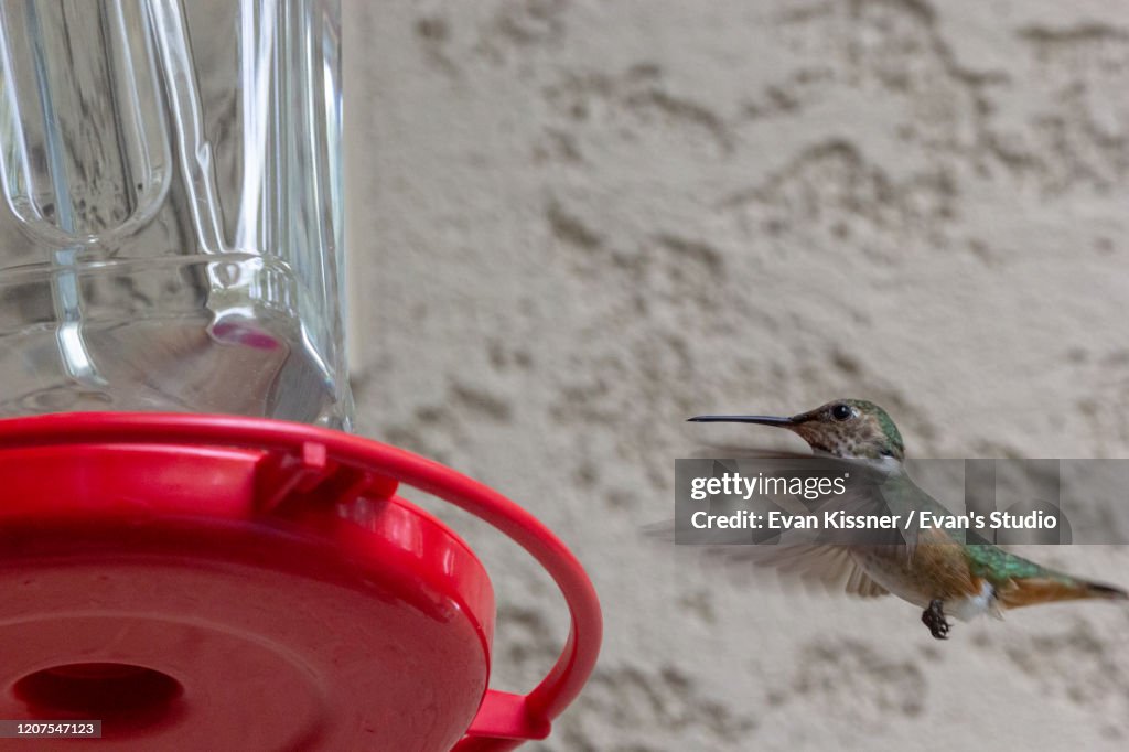 Hummingbird Feeding