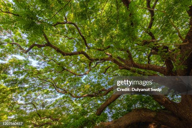 looking up view of the old and big tree - gingko stock-fotos und bilder