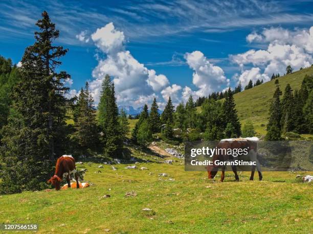 rinder auf einer alm - carinthia stock-fotos und bilder