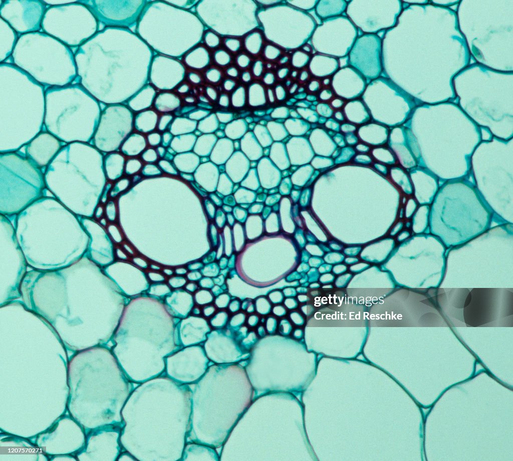 Vascular Bundle Of A Herbaceous Monocot Stem Xylem Phloem Companion ...