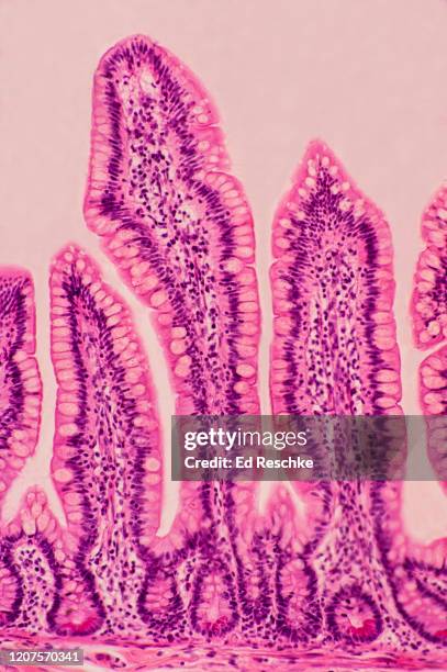 small intestine---villi, simple columnar epithelium, goblet cells, intestinal glands, paneth cells, ileum, human, 50x - ghiandola intestinale foto e immagini stock