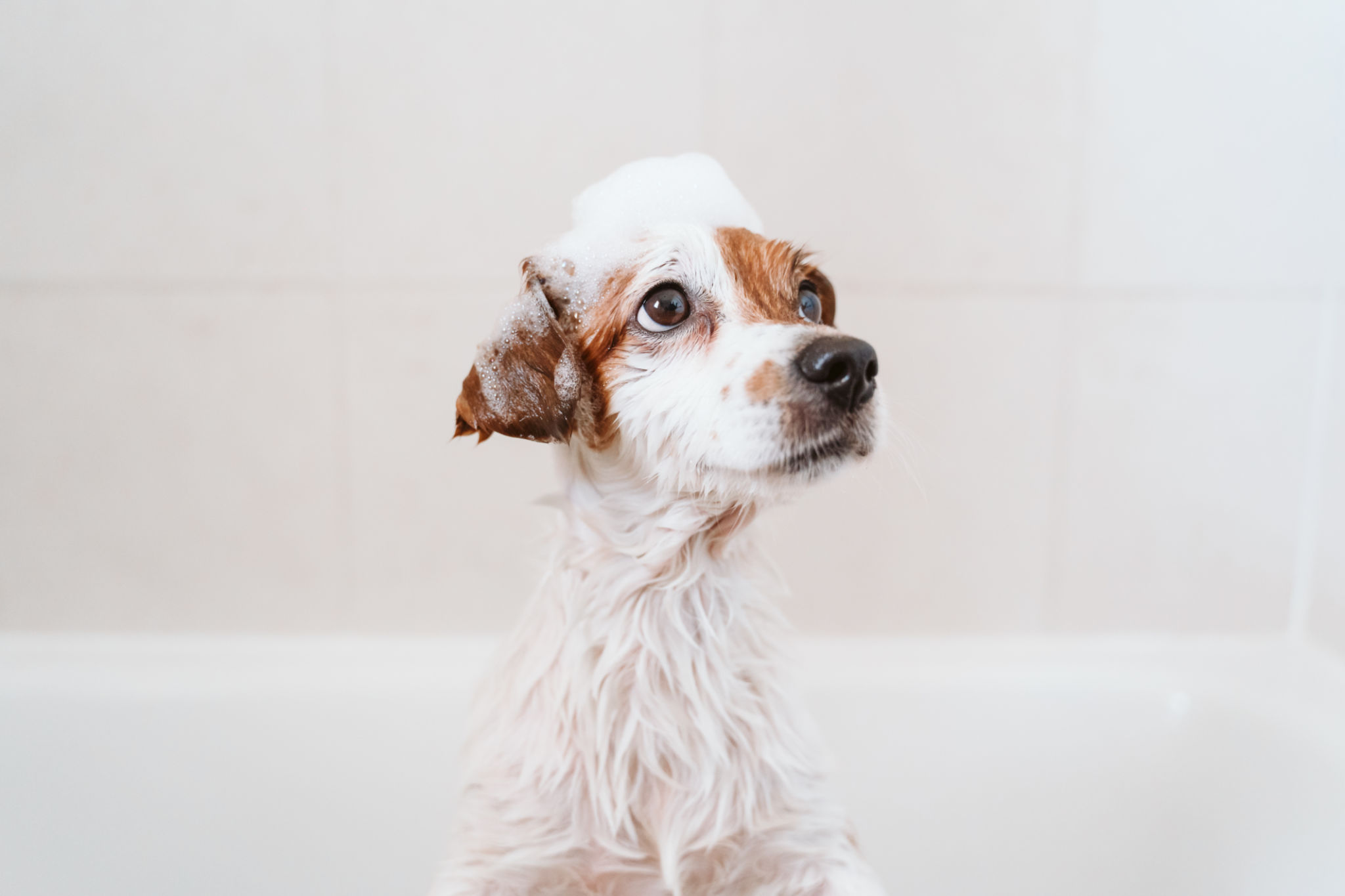 pet owner groomer