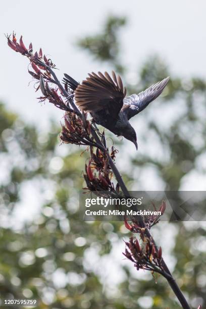 tui - bird in flight - tui bird stock pictures, royalty-free photos & images