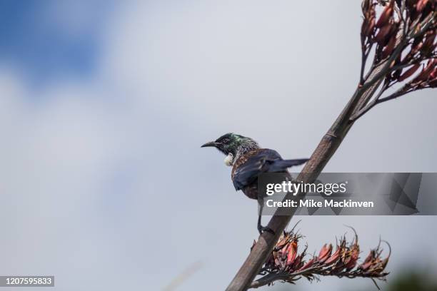 tui - standing - tui bird stock pictures, royalty-free photos & images