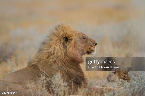 lion cub with male lion in the wilderness of africa - cub photos et images de collection