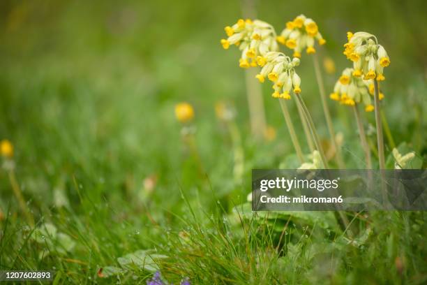 blooming spring flowers - cowslip stock pictures, royalty-free photos & images