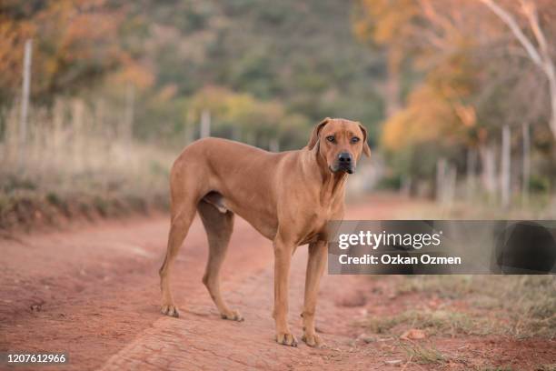 rhodesian ridgeback dog - rhodesian ridgeback stock-fotos und bilder