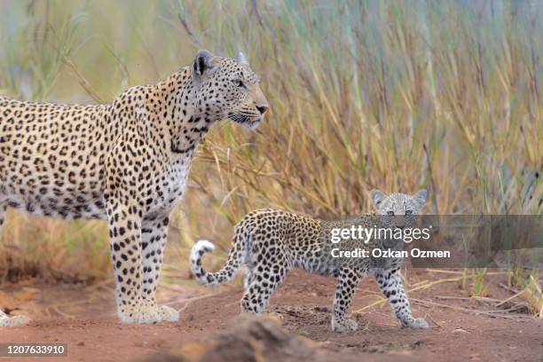 leopard cub in the wilderness of africa - leopard cub stock pictures, royalty-free photos & images