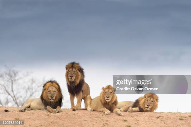 male lion coalition in the wilderness of africa - koalition stock-fotos und bilder