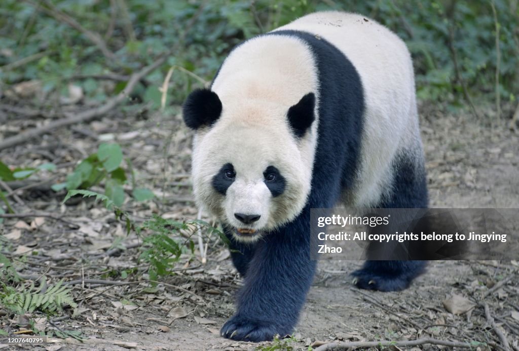 Front view of an adult panda walking on the ground