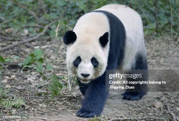 front view of an adult panda walking on the ground - pandya stock pictures, royalty-free photos & images