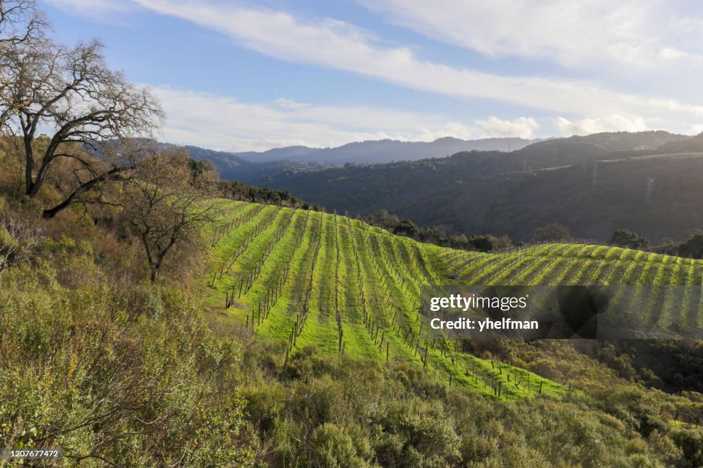 Vineyards above the foothills of Saratoga in Santa Cruz Mountains