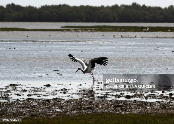 White stork flies off a marsh in the Donana national park in Huelva on March 6, 2020. - In Spain, digging an illegal well to irrigate crops is a...