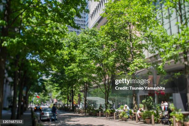 main street in fresh green marunouchi - arbre main stock pictures, royalty-free photos & images