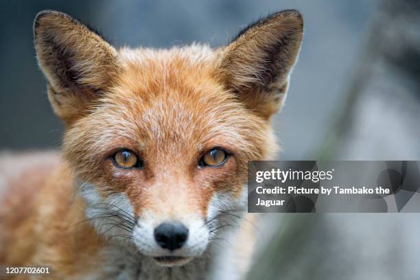 portrait of a red fox looking at the camera - fuchs stock-fotos und bilder