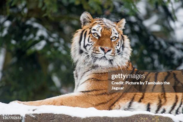 tigress lying in the snow - tigre da sibéria - fotografias e filmes do acervo