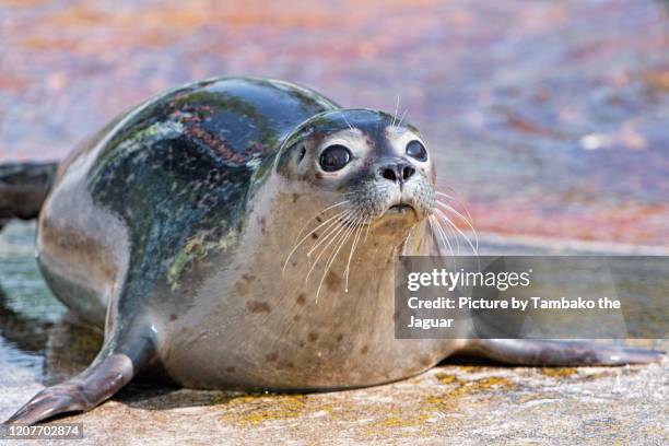 young seal with big eyes - ヒョウアザラシ ストックフォトと画像