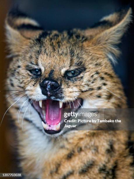 serval with open mouth - serval stockfoto's en -beelden