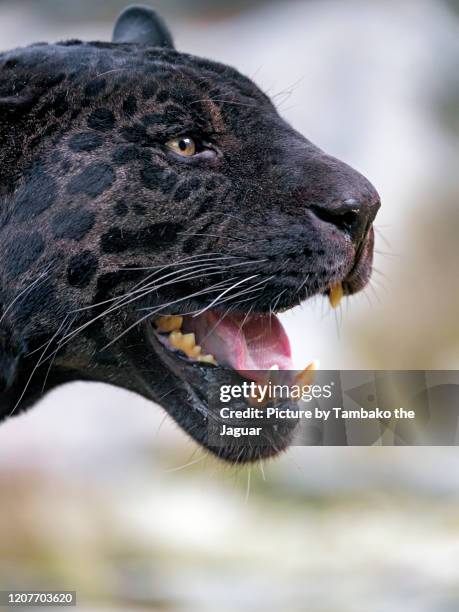 profile of a black jaguar with open mouth - black panther face 個照片及圖片檔