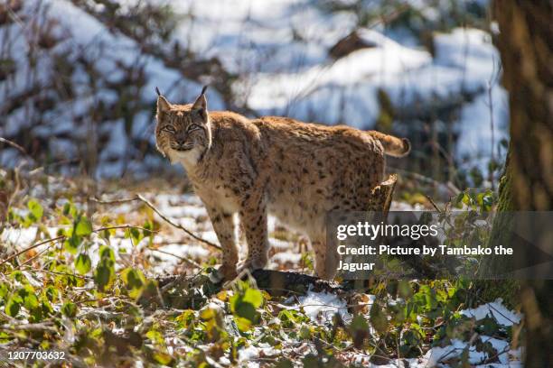 lynx in the vegetation with snow - eurasischer luchs stock-fotos und bilder