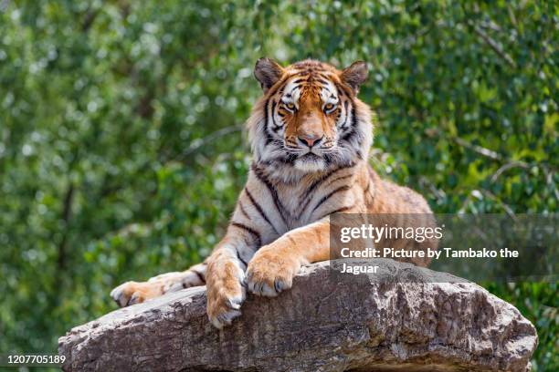 tiger posing on the top of the rock - tigre da sibéria imagens e fotografias de stock