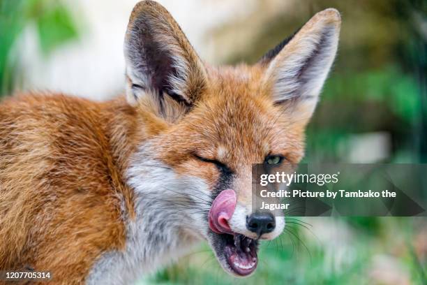 red fox licking the side of the face - fox foto e immagini stock