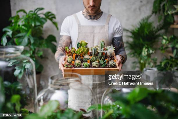 midsection of man florist standing in flower and plant shop, holding cacti and succulents. - succulents stockfoto's en -beelden