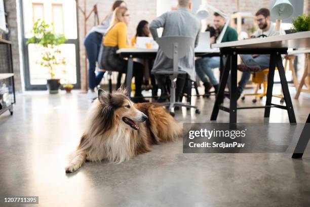cooling in the time of meeting - office dog stock pictures, royalty-free photos & images