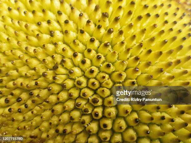full frame shot of jackfruit texture - jackfruit stock-fotos und bilder