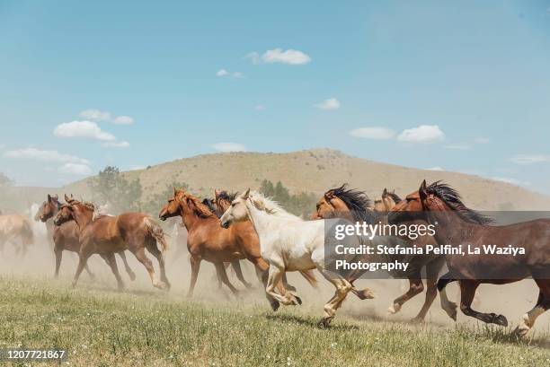 horses running wild and free on the greasy grass. - wild west ストックフォトと画像