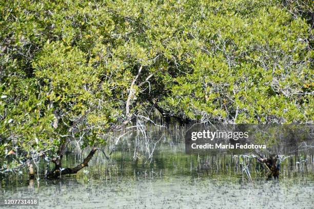 jubail mangrove park, abu dhabi - abu dhabi mangroves stock pictures, royalty-free photos & images