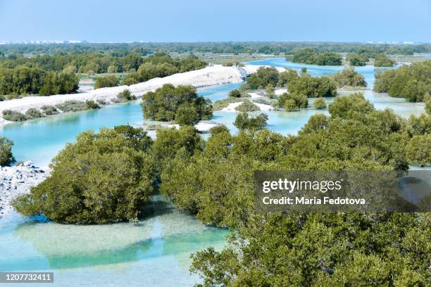 jubail mangrove park, abu dhabi - abu dabi stock pictures, royalty-free photos & images