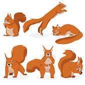 Vector set of squirrels in different poses. Illustration of squirrels with different emotions