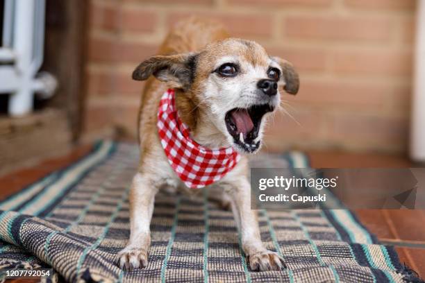 pequeño perro de raza mixta ladrando en la alfombra - ladrando fotografías e imágenes de stock