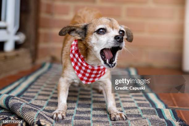 small mixed breed dog barking at carpet - barking animal stock pictures, royalty-free photos & images