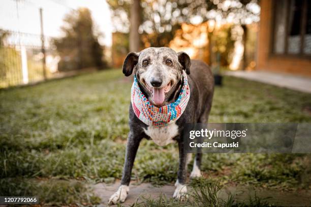 perro de raza mixta senior sonriendo a la cámara y de pie en la hierba - animal sénior fotografías e imágenes de stock