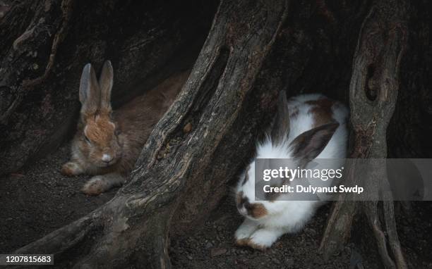 Tree Under Rabit 672 Rabbit Sleeping Stock Photos, High-Res Pictures, and Images - Getty ...