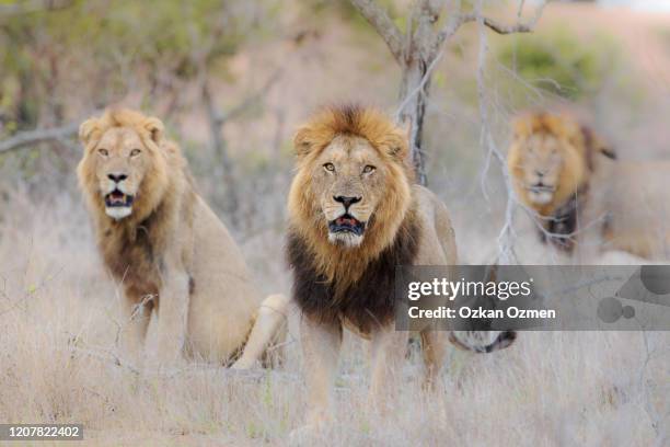 male lion coalition in the wilderness of africa - koalition foto e immagini stock